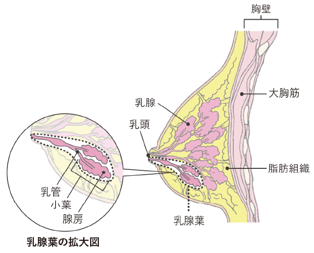 乳房の構造イメージイラスト