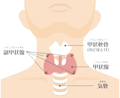 甲状腺の位置とかたちのイメージイラスト